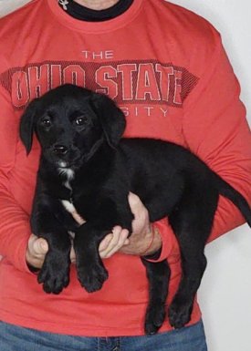 Blossom, a 9-week-old female Bernese Mt Dog / Labrador Retriever