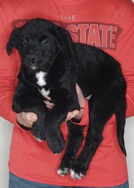 Buddy, An 11-week-old male Bernese Mt Dog / Labrador Retriever