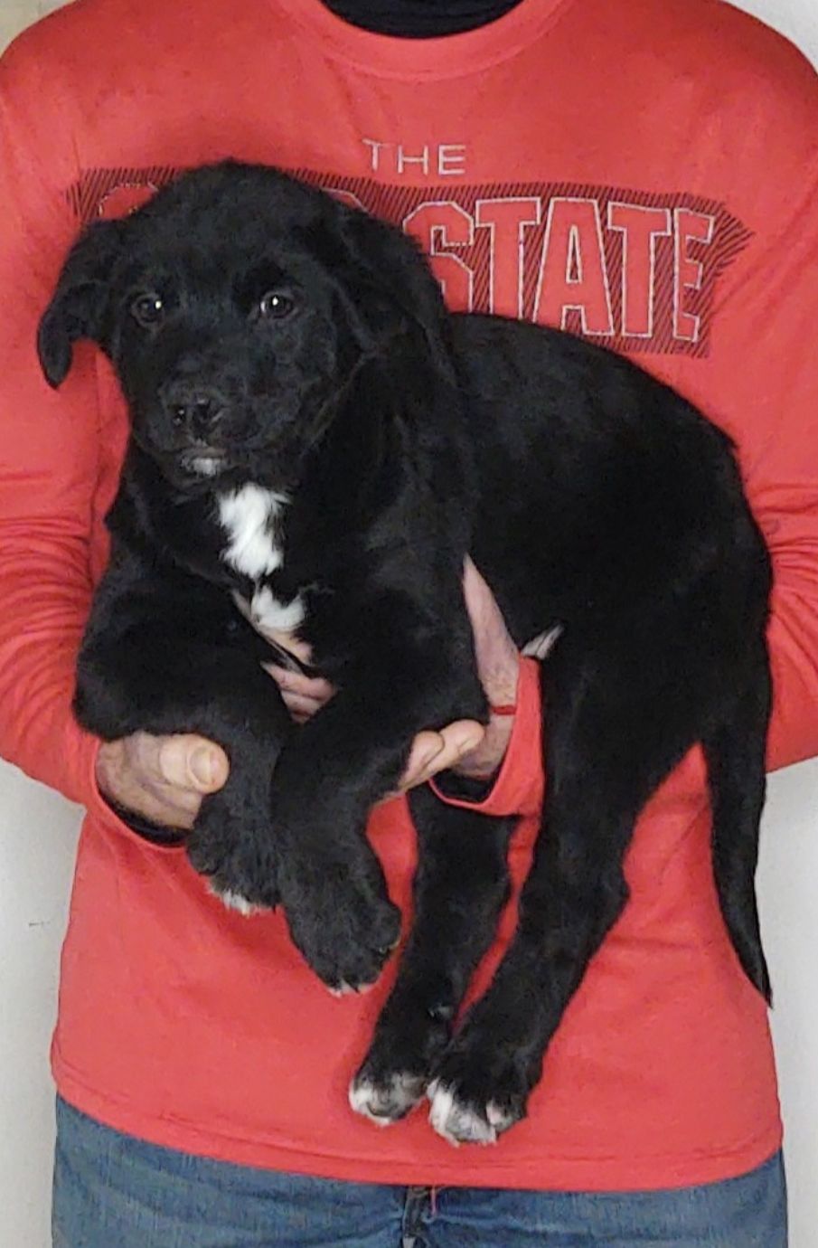 Buddy, An 11-week-old male Bernese Mt Dog / Labrador Retriever