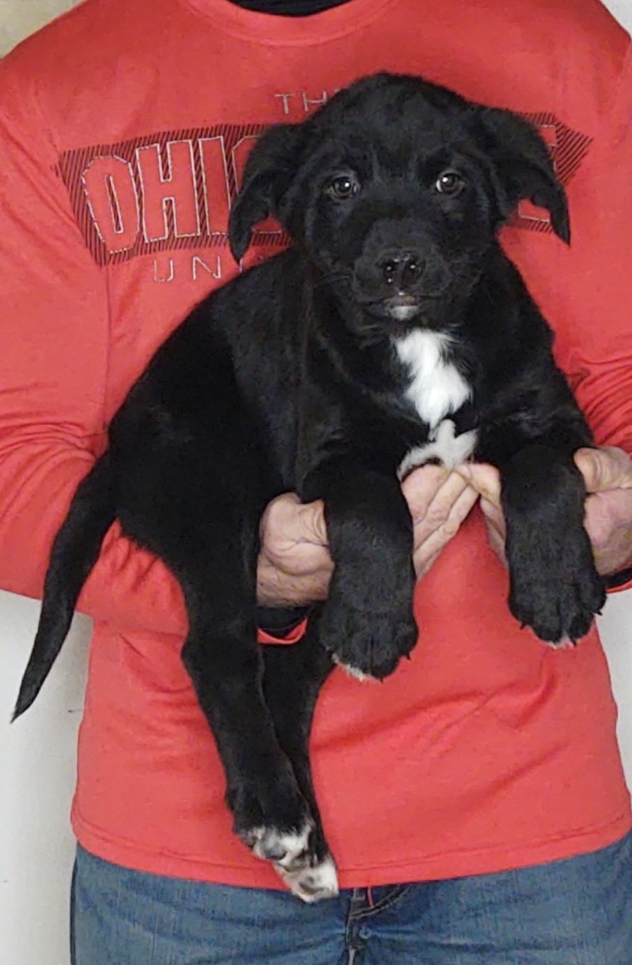 Buddy, An 11-week-old male Bernese Mt Dog / Labrador Retriever