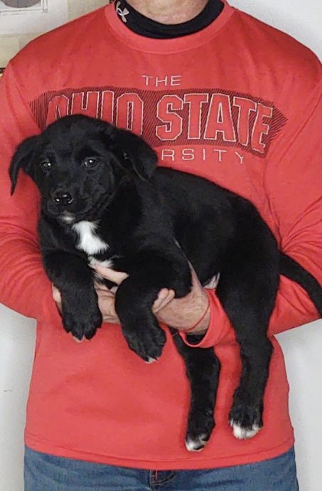 Buddy, a 9-week-old male Bernese Mt Dog / Labrador Retriever