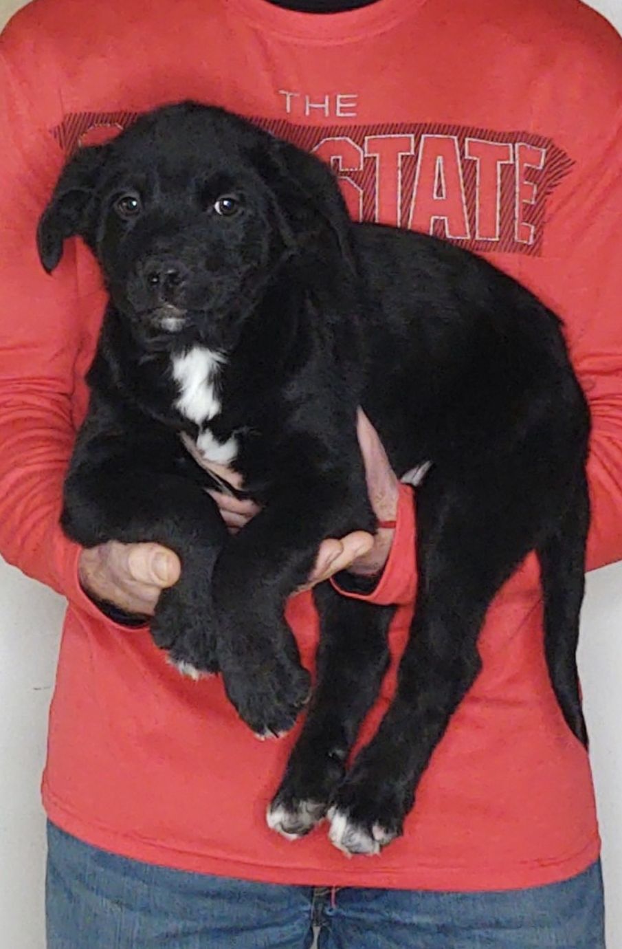 Buddy, An 11-week-old male Bernese Mt Dog / Labrador Retriever