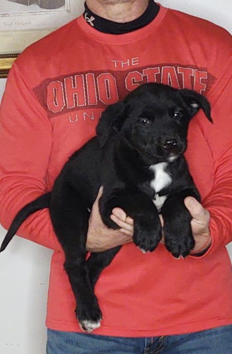 Buddy, a 9-week-old male Bernese Mt Dog / Labrador Retriever
