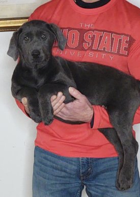 Gracie, A 14-week-old female Labrador Retriever