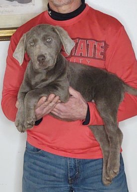 Harley, A 14-week-old male Labrador Retriever