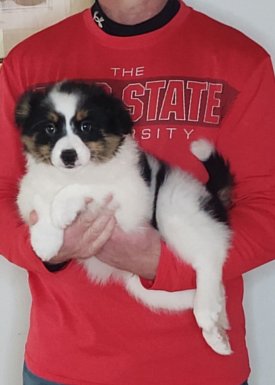 Lucy, A 10-week-old Border Collie / Australian Shepherd MIX