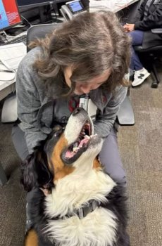 Murphy, a 2-year-old Bernese Mt Dog