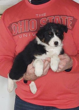 Sadie, an 8-week-old female Border Collie / Australian Shepherd