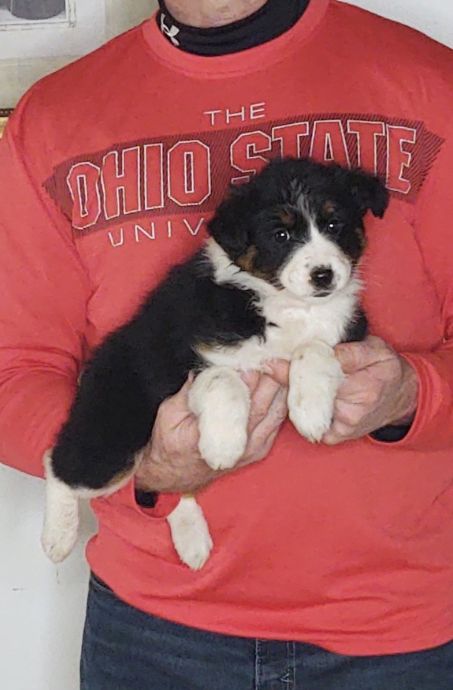 Sadie, an 8-week-old female Border Collie / Australian Shepherd