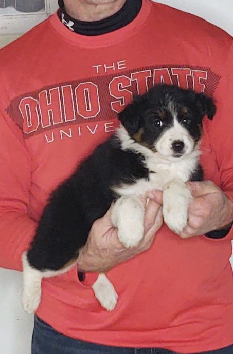 Sadie, an 8-week-old female Border Collie / Australian Shepherd