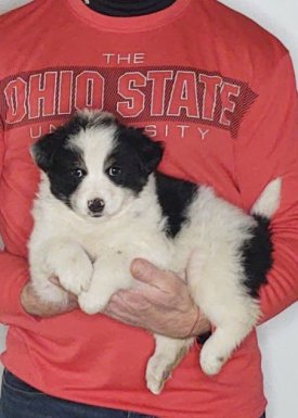 Sam, an 8-week-old male Border Collie / Australian Shepherd