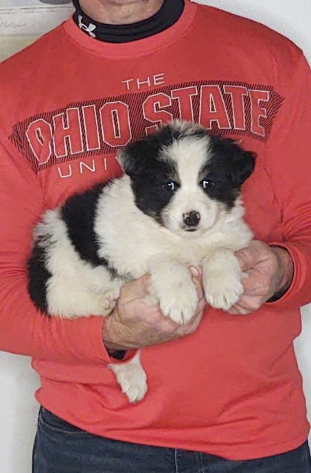 Sam, an 8-week-old male Border Collie / Australian Shepherd