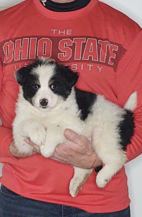 Sam, an 8-week-old male Border Collie / Australian Shepherd