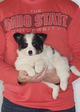 Sassy, an 8-week-old female Border Collie / Australian Shepherd
