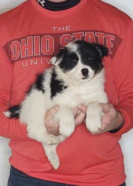 Scout, an 8-week-old male Border Collie / Australian Shepherd