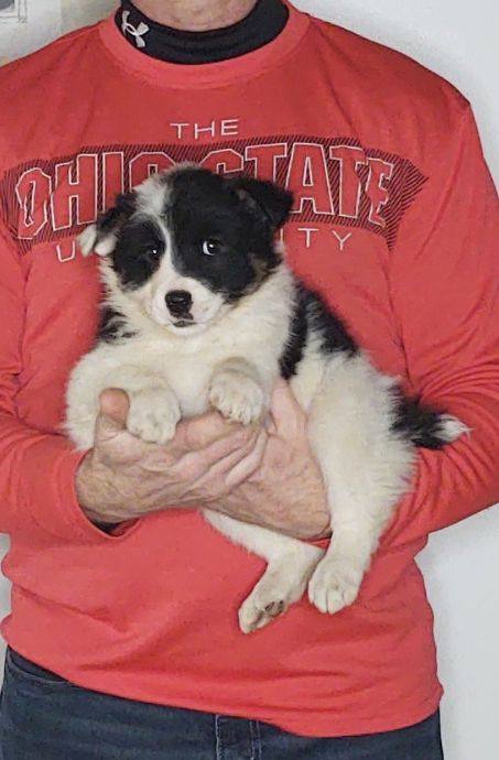 Scout, an 8-week-old male Border Collie / Australian Shepherd