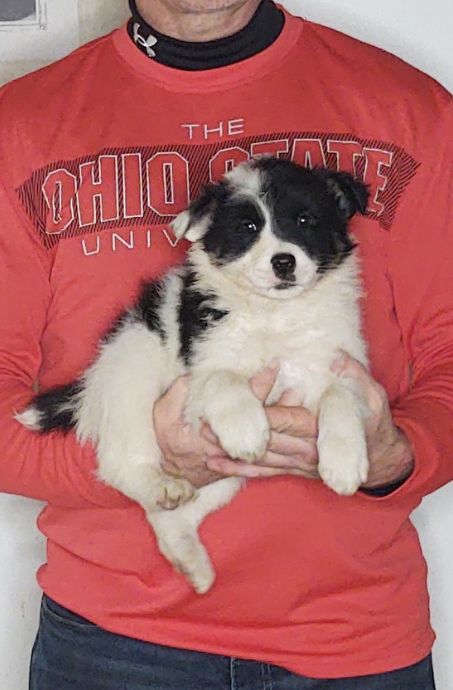 Scout, an 8-week-old male Border Collie / Australian Shepherd