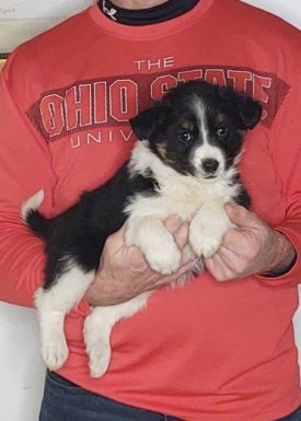 Shephard, an 8-week-old male Border Collie / Australian Shepherd