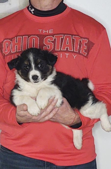 Shephard, an 8-week-old male Border Collie / Australian Shepherd