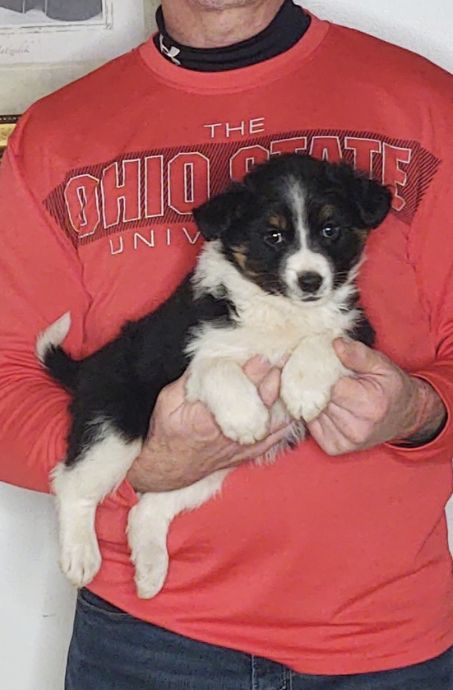 Shephard, an 8-week-old male Border Collie / Australian Shepherd