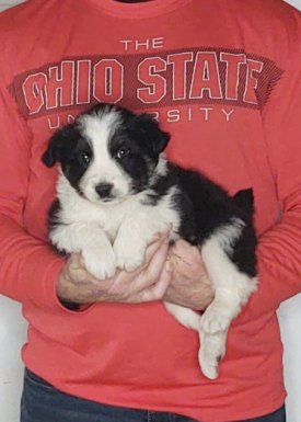 Smokey, an 8-week-old male Border Collie / Australian Shepherd
