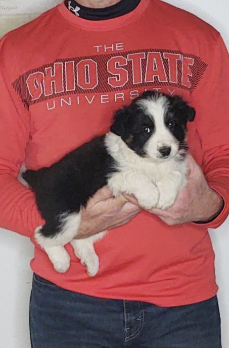 Smokey, an 8-week-old male Border Collie / Australian Shepherd