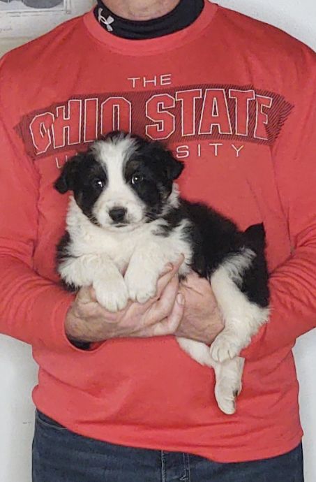 Smokey, an 8-week-old male Border Collie / Australian Shepherd