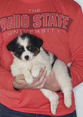 Sophie, an 8-week-old female Border Collie / Australian Shepherd