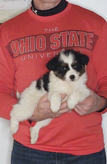 Sophie, an 8-week-old female Border Collie / Australian Shepherd
