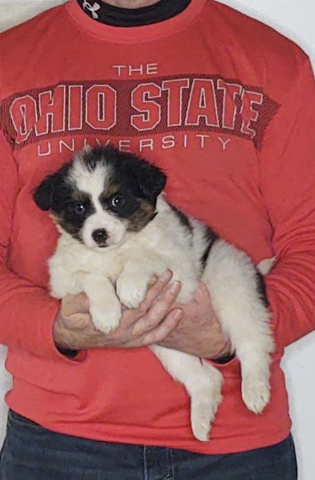 Sophie, an 8-week-old female Border Collie / Australian Shepherd