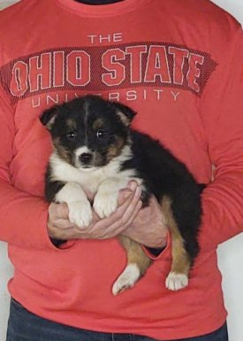 Summer, an 8-week-old female Border Collie / Australian Shepherd