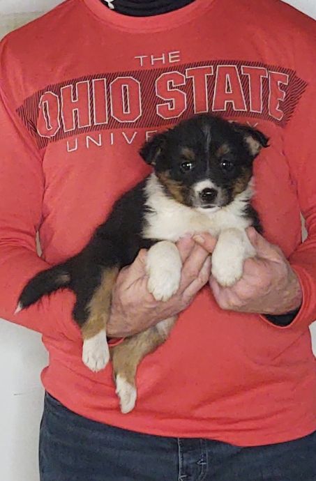 Summer, an 8-week-old female Border Collie / Australian Shepherd