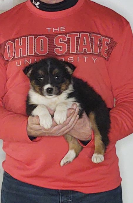 Summer, an 8-week-old female Border Collie / Australian Shepherd