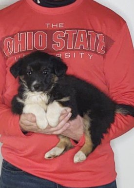 Sweetie, an 8-week-old female Border Collie / Australian Shepherd