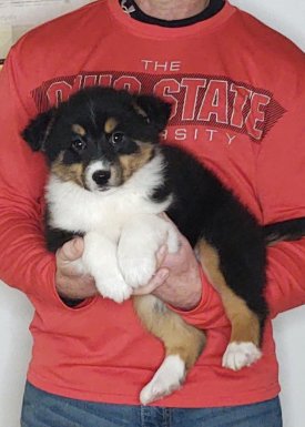 Zoey, A 10-week-old Border Collie / Australian Shepherd MIX