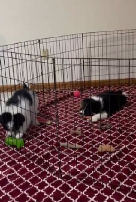 🐶 The Power of Play: Why Toys Are Essential for Your Puppy’s Development