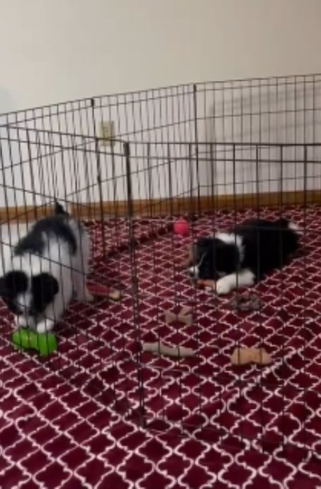 🐶 The Power of Play: Why Toys Are Essential for Your Puppy’s Development