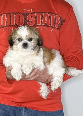 Ace, a 12-week-old male Shih Tzu