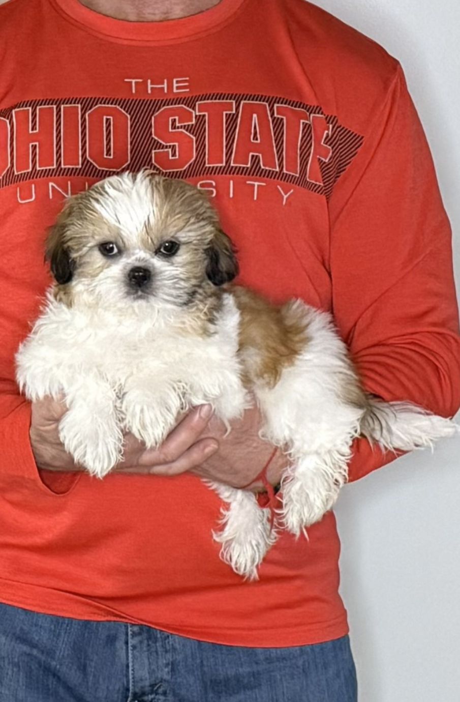 Ace, a 12-week-old male Shih Tzu