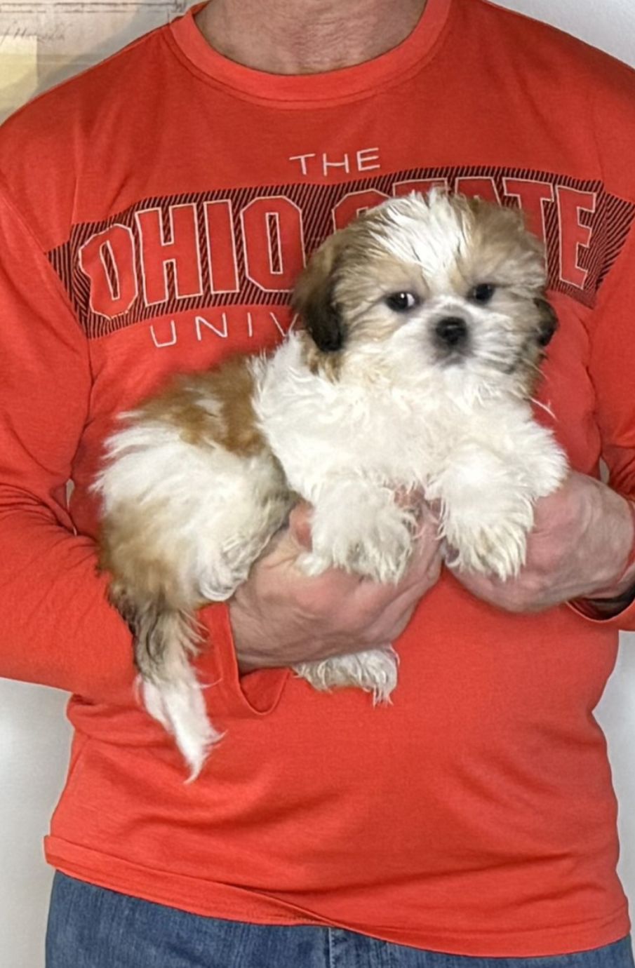Ace, a 12-week-old male Shih Tzu