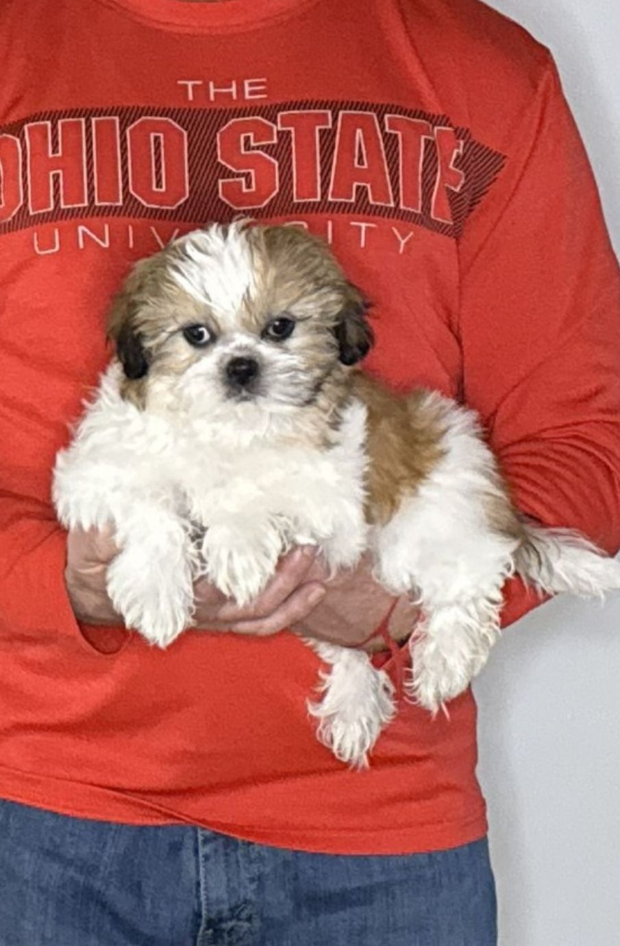 Ace, a 12-week-old male Shih Tzu