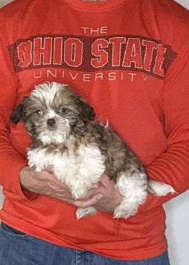Annie, a 12-week-old female Shih Tzu