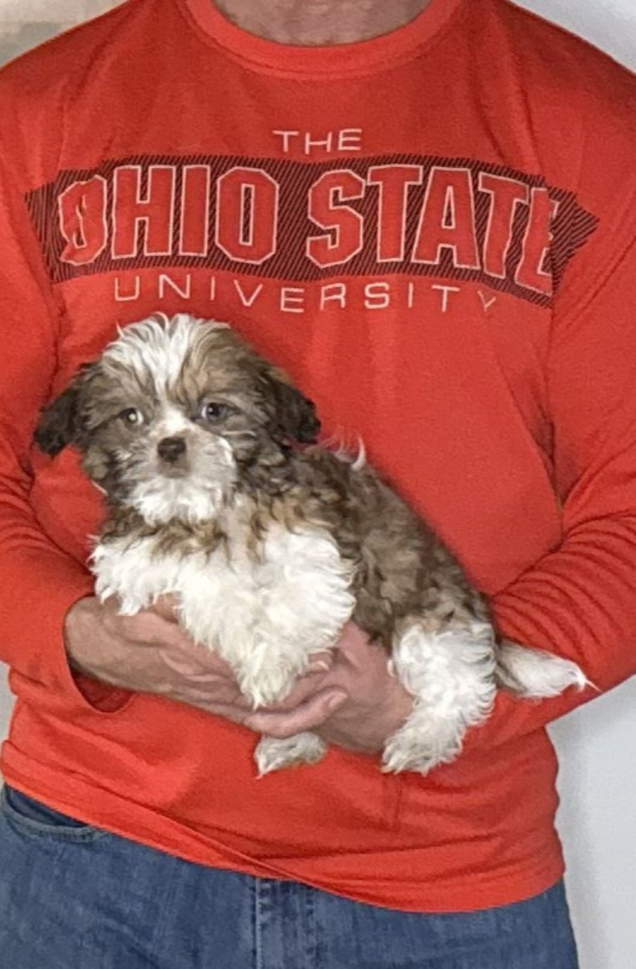 Annie, a 12-week-old female Shih Tzu