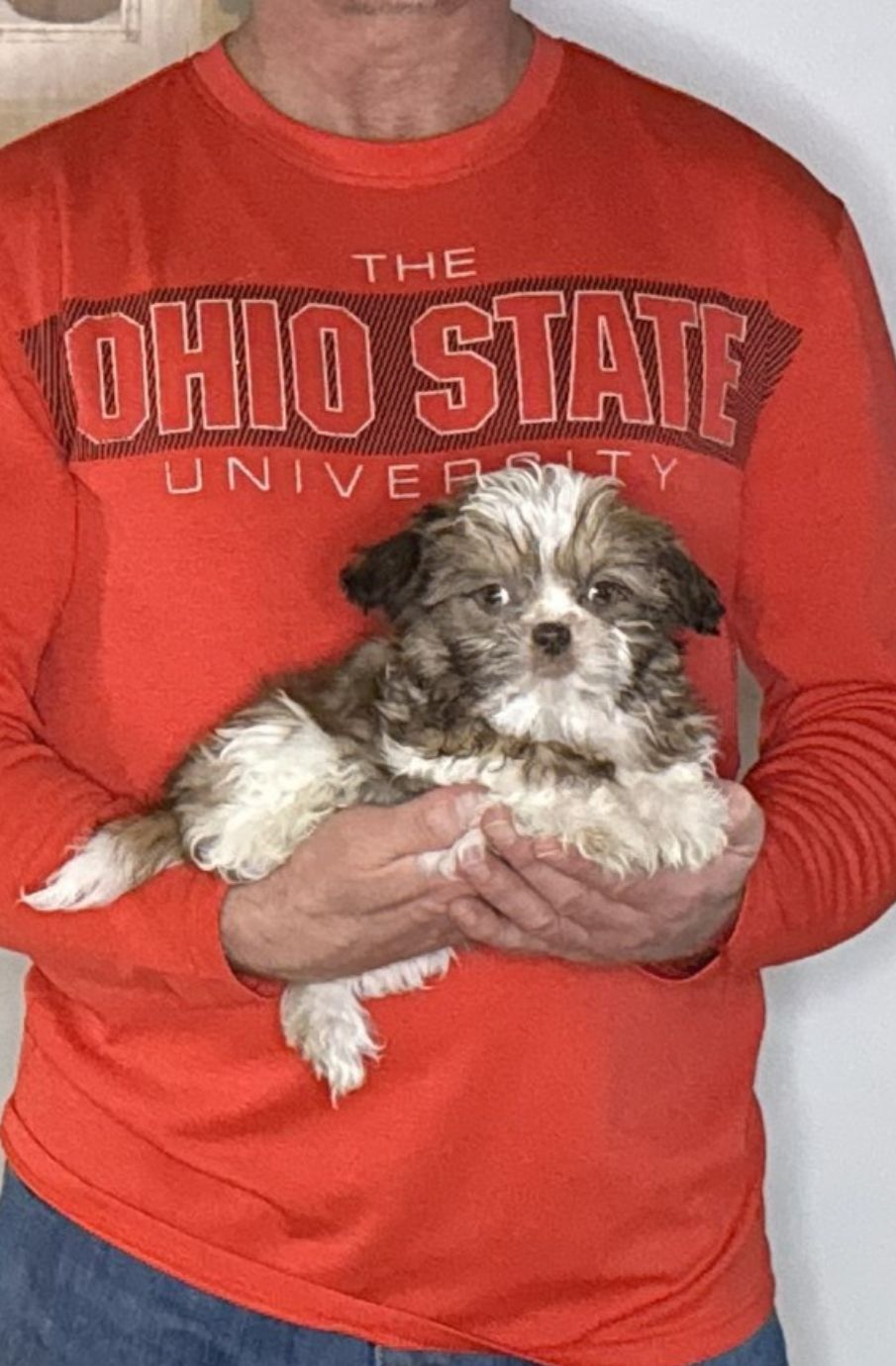 Annie, a 12-week-old female Shih Tzu