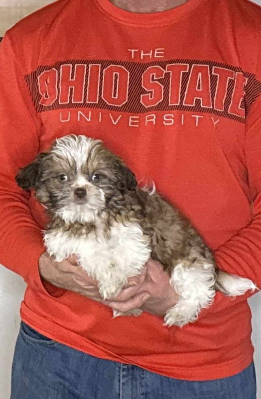 Annie, a 12-week-old female Shih Tzu