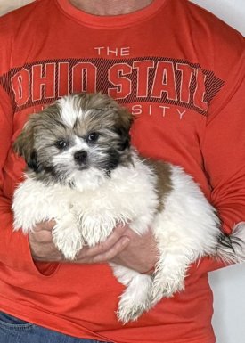 Apollo, a 12-week-old male Shih Tzu