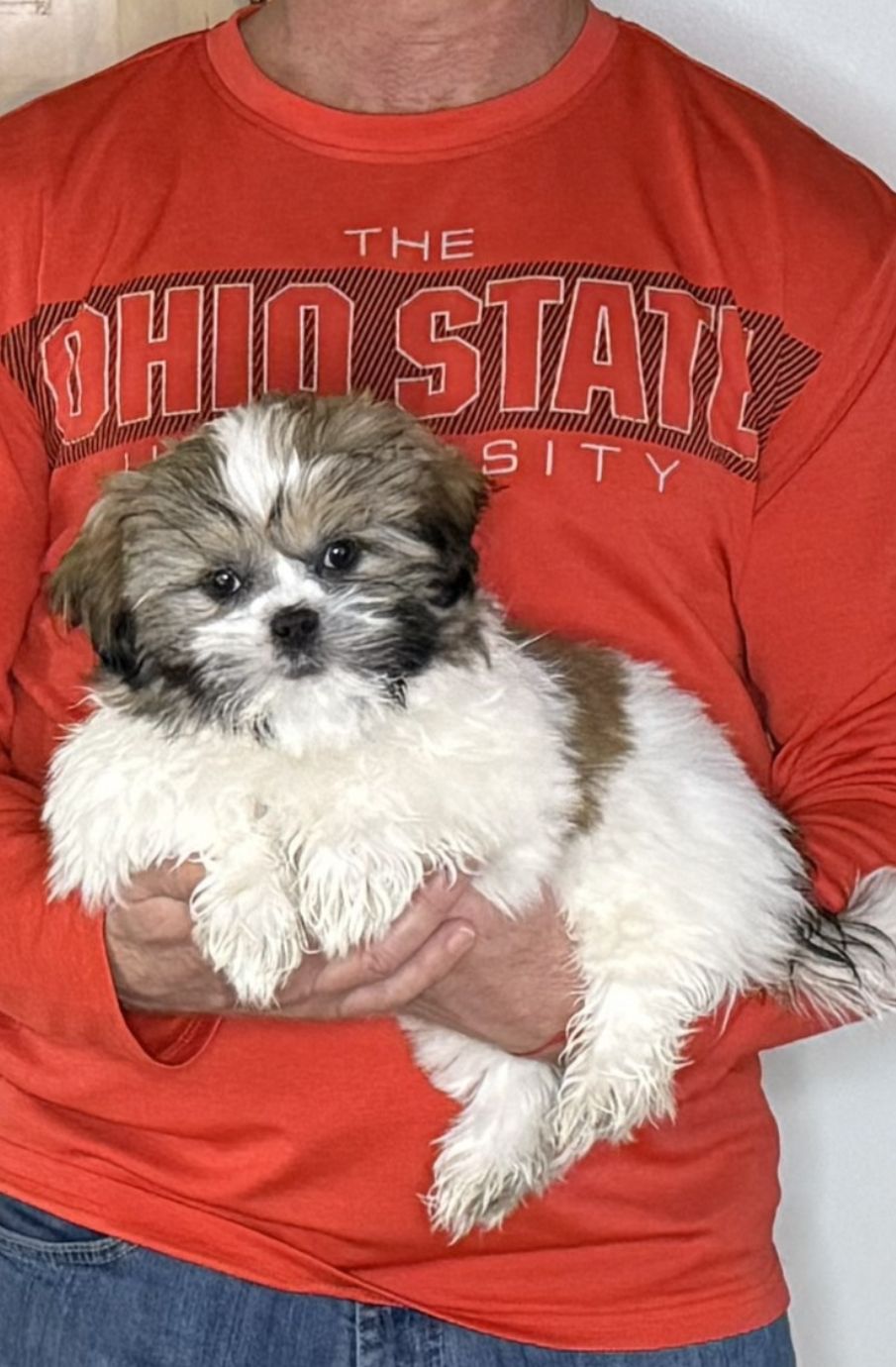 Apollo, a 12-week-old male Shih Tzu
