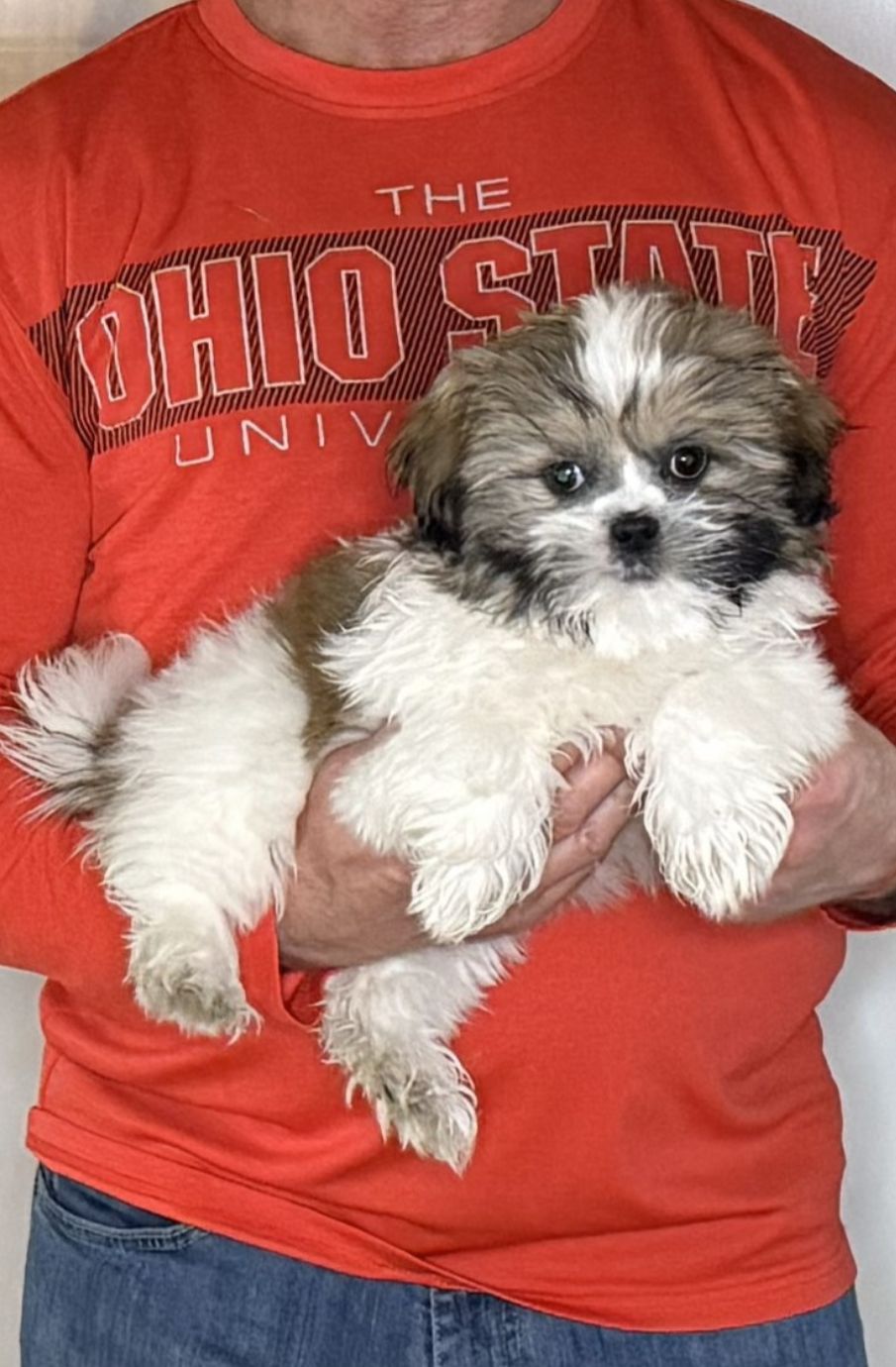 Apollo, a 12-week-old male Shih Tzu