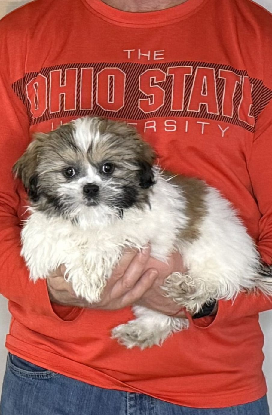 Apollo, a 12-week-old male Shih Tzu