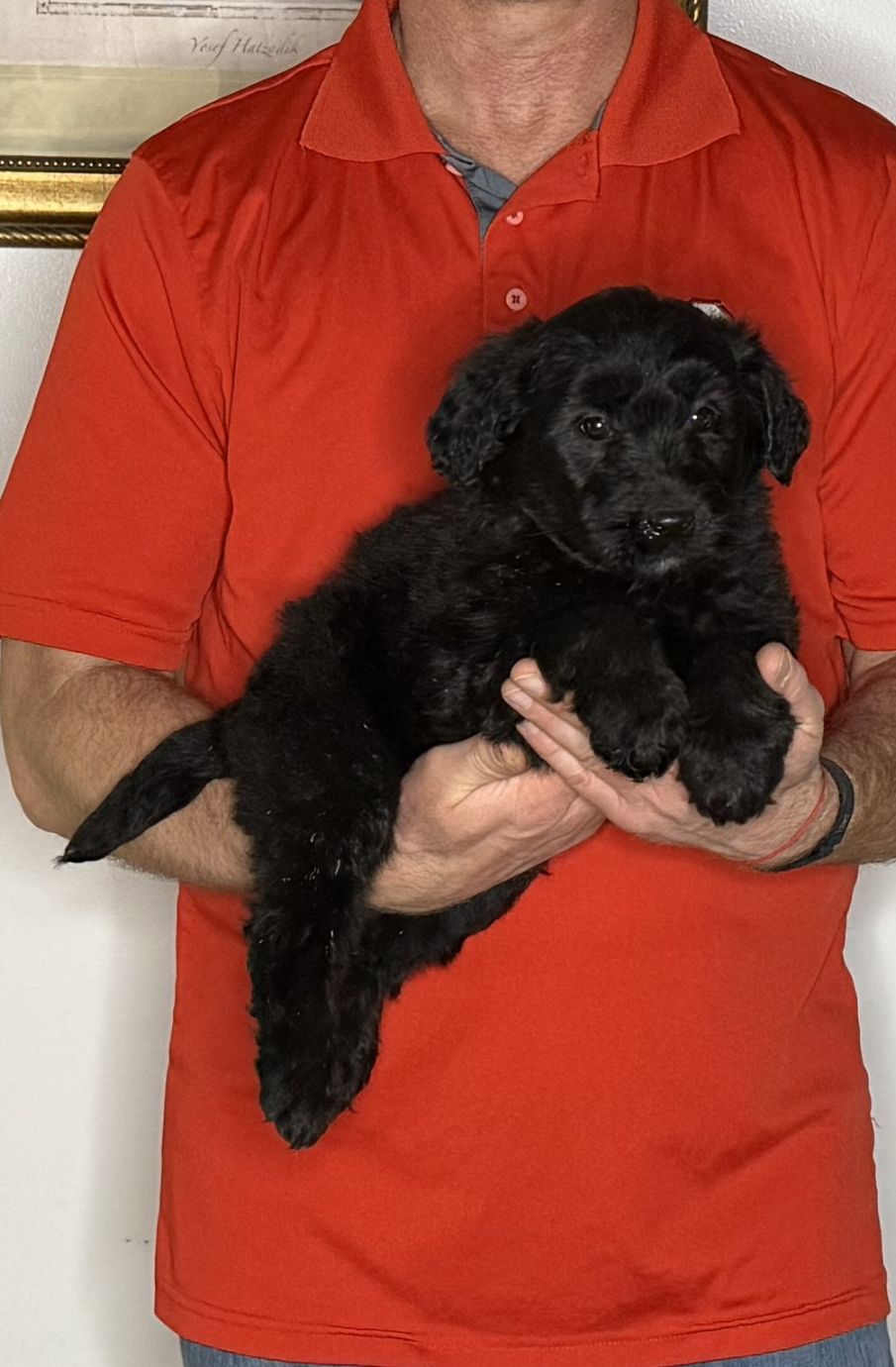 Babe, an 8-week-old female Goldendoodle / Lab mix.